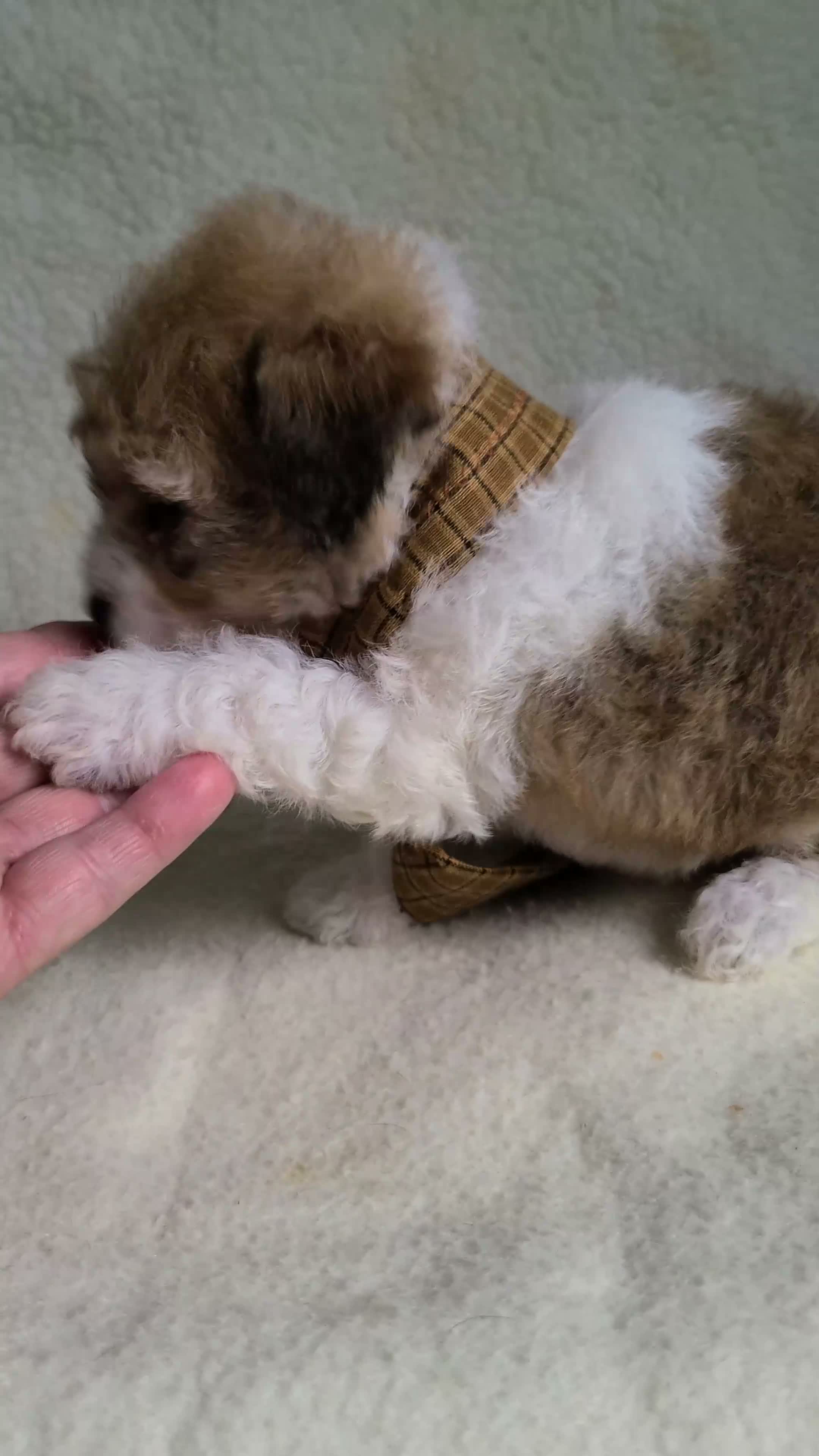 Lhasapoo dogs for sale: Chase - Video 1
