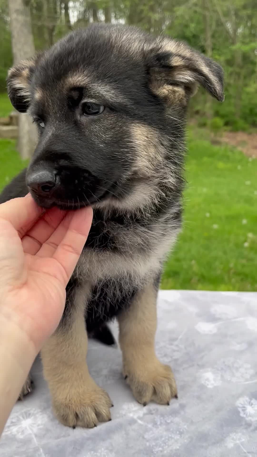 German Shepherd dogs for sale: Iris - Video 1