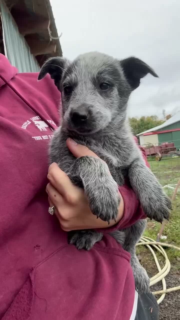 Australian Cattle Dog dogs for sale: Emma - Video 1