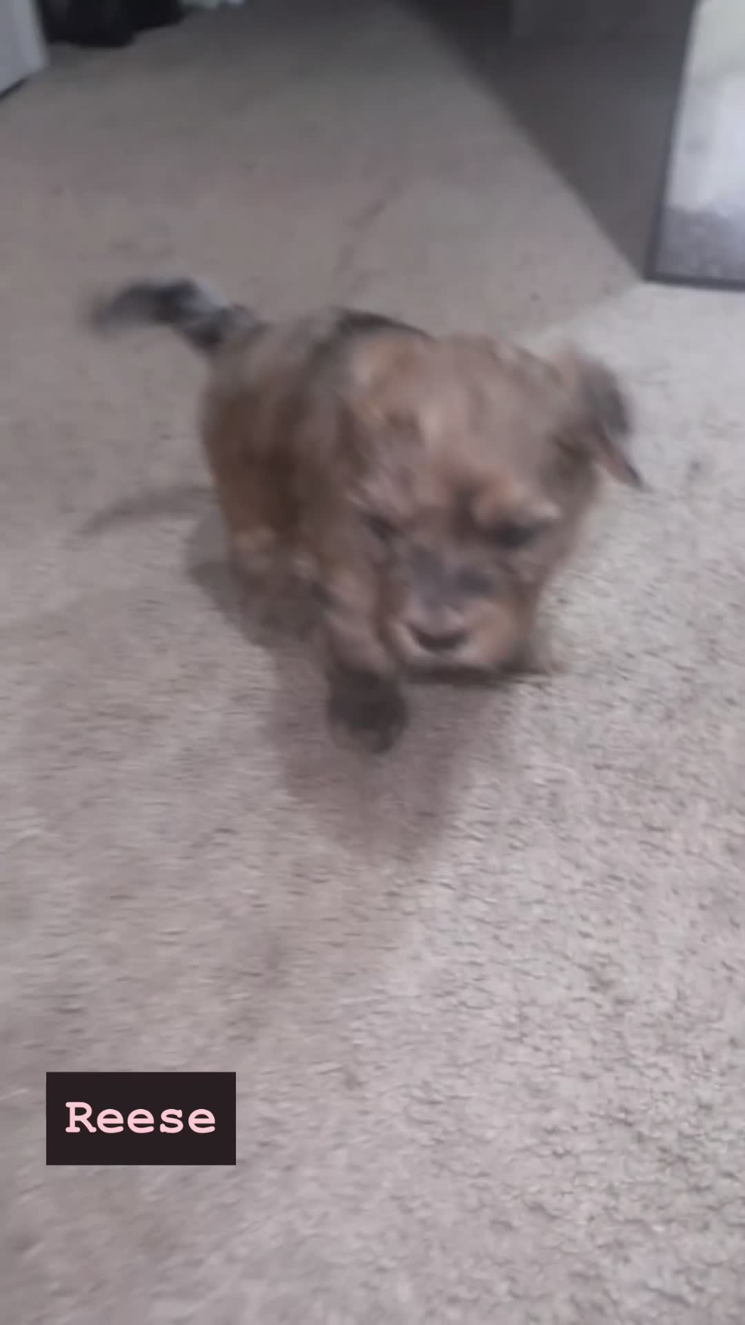 Mixed Breed dogs for sale: Reese - Video 1