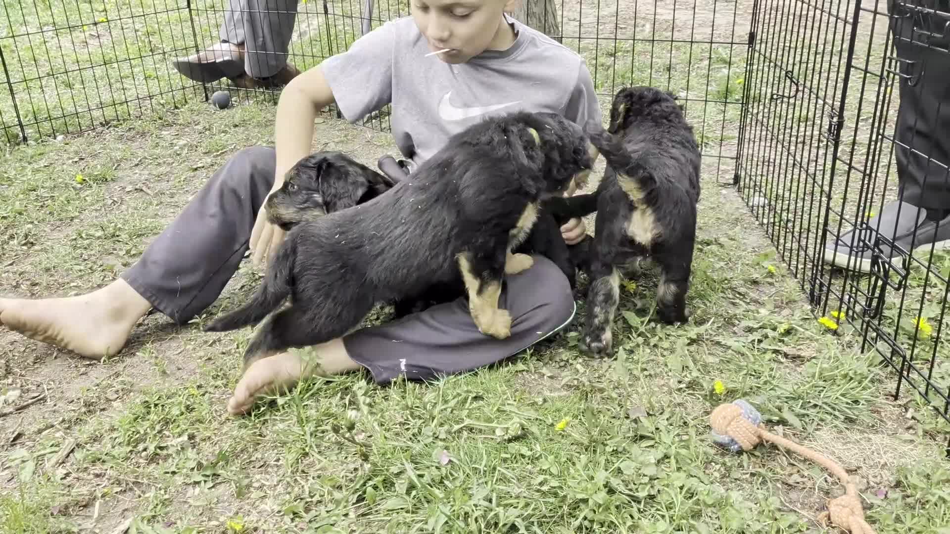 Mixed Breed dogs for sale: Mort - Video 2