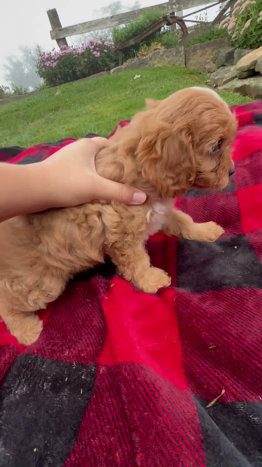 Cavapoo dogs for sale: Tori - Video 1