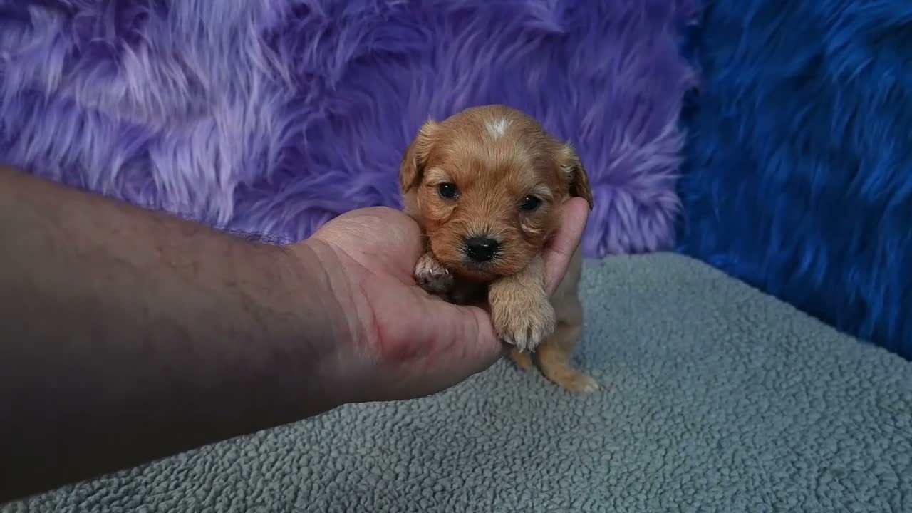 Cavapoo dogs for sale: Cavapoo 6 - Video 4
