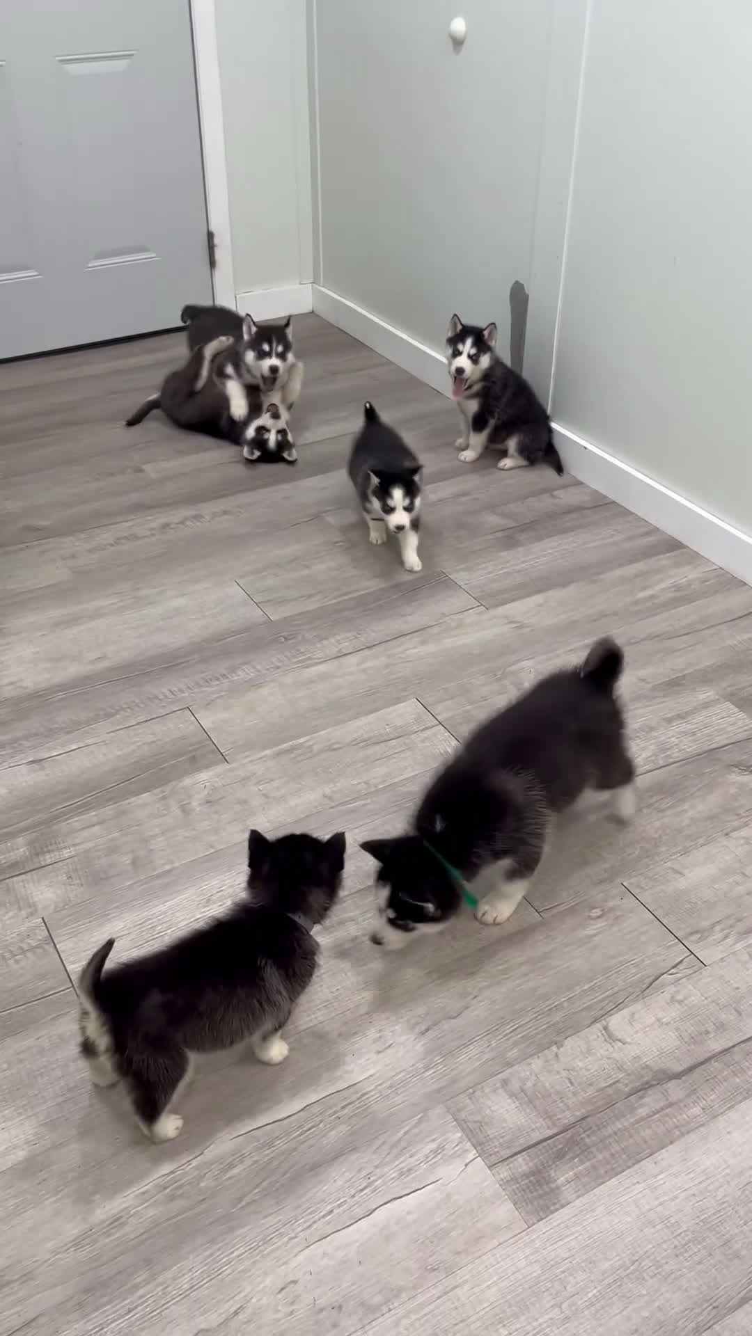 Siberian Husky dogs for sale: Sarge - Video 2