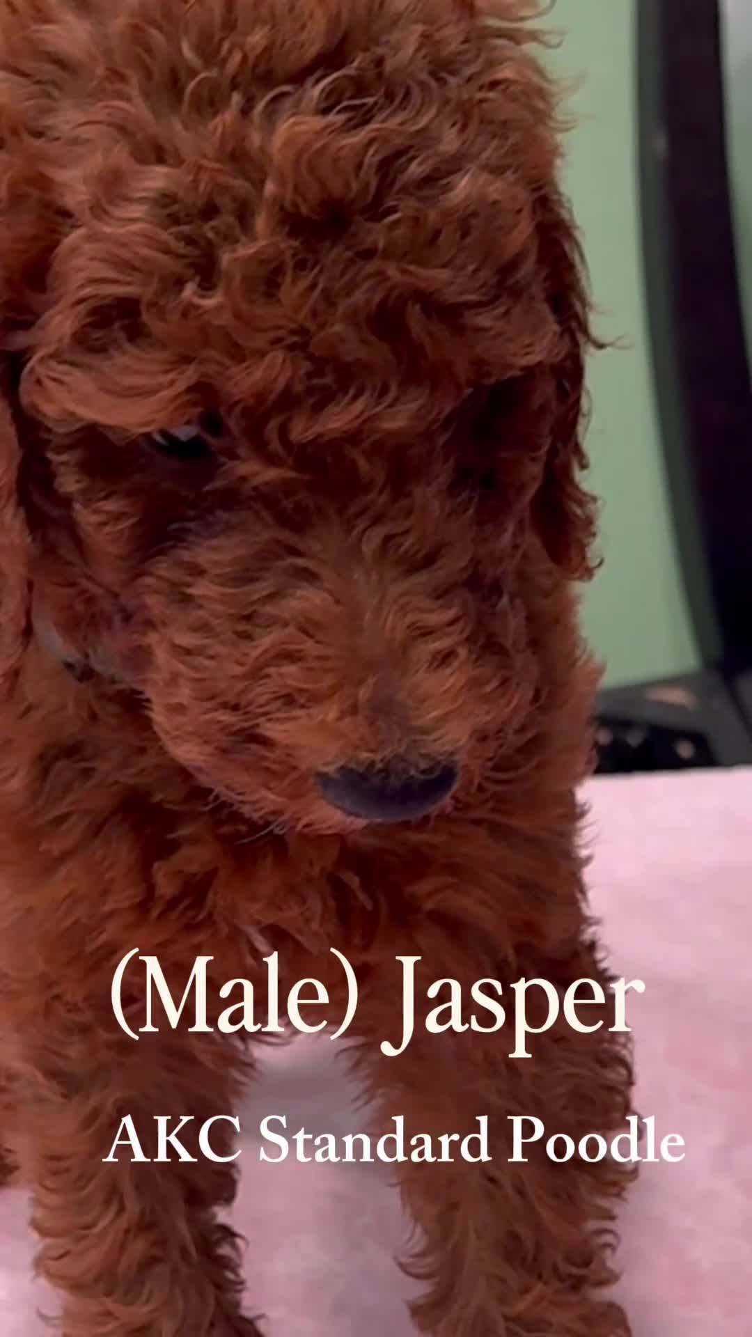 Standard Poodle dogs for sale:  Jasper  - Video 1