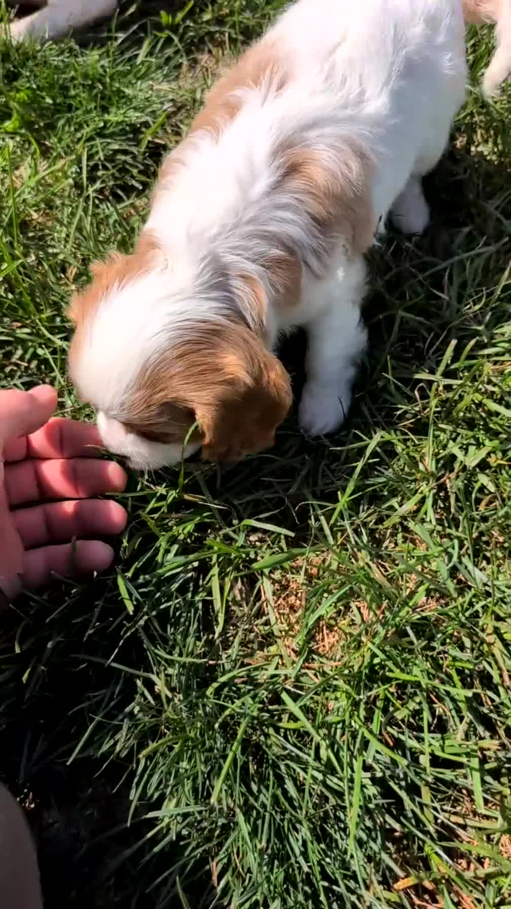 Cavalier King Charles Spaniel dogs for sale: Lyla - Video 1