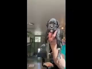 Boxer dogs for sale: Abigail AKC Seal Brindle Boxer - Video 1