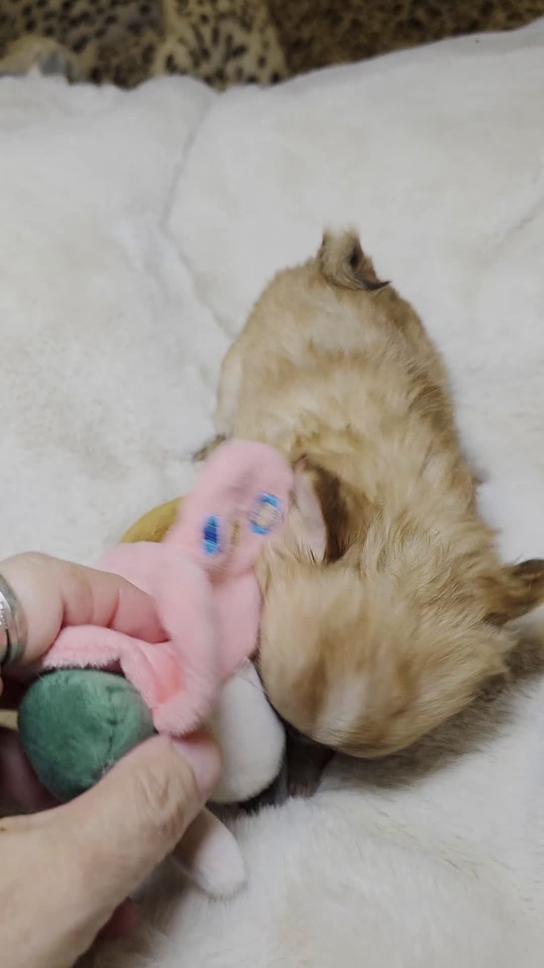 Chihuahua dogs for sale: Jules - Video 1