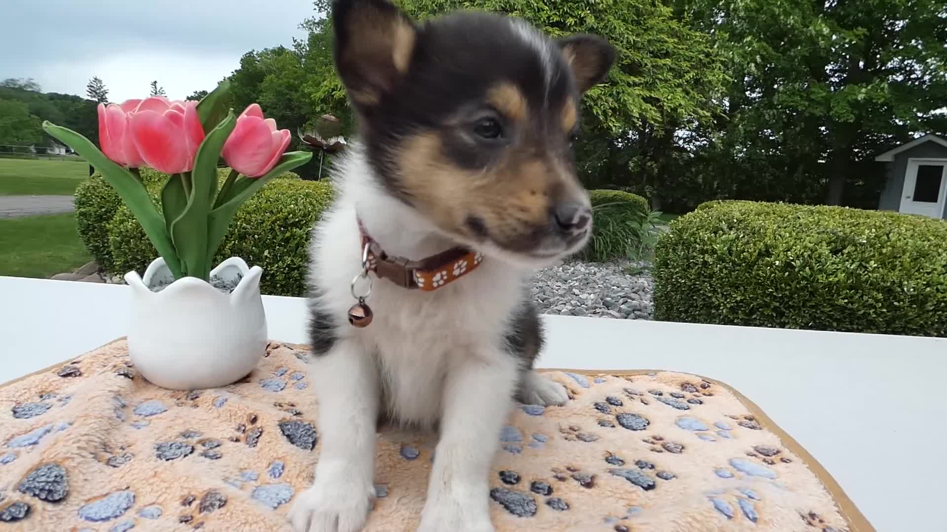 Welsh Corgi Pembroke dogs for sale: Puppy 9 Mia - Video 1