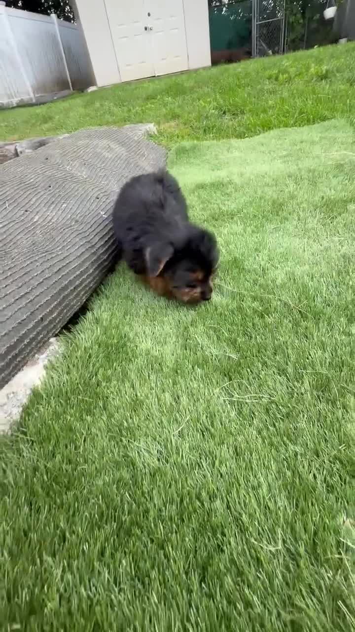Yorkshire Terrier dogs for sale: Yorkshire Terrier Luna - Video 1