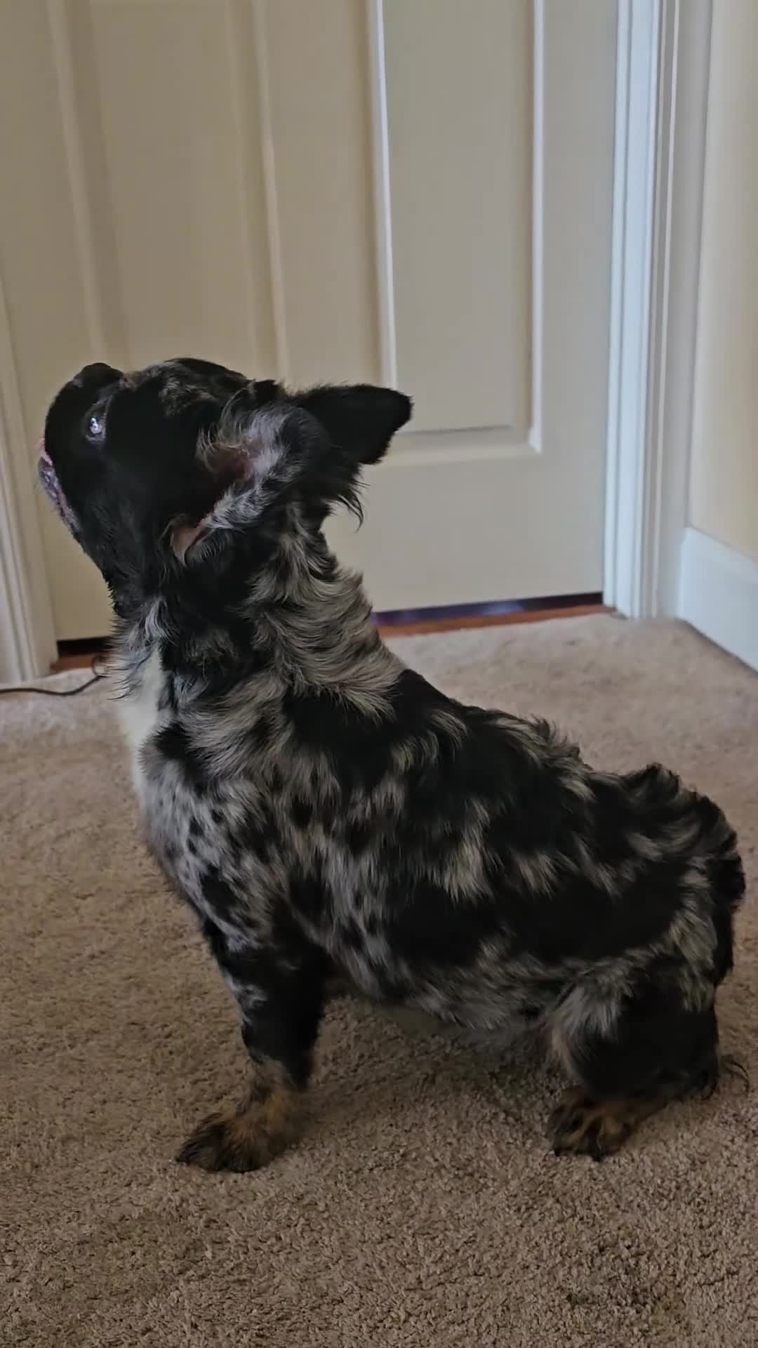 French Bulldog dogs for sale:  Rosado, The curious showstopper 🐾 - Video 2