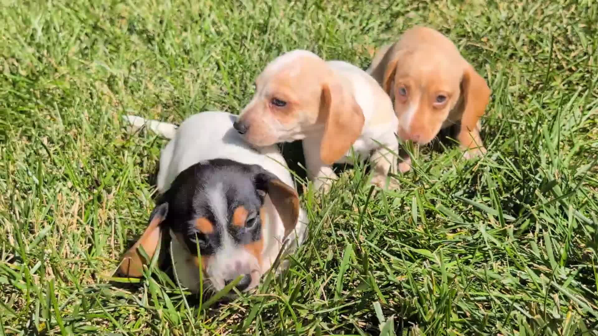 Miniature Dachshund dogs for sale: Biscotti - Video 1