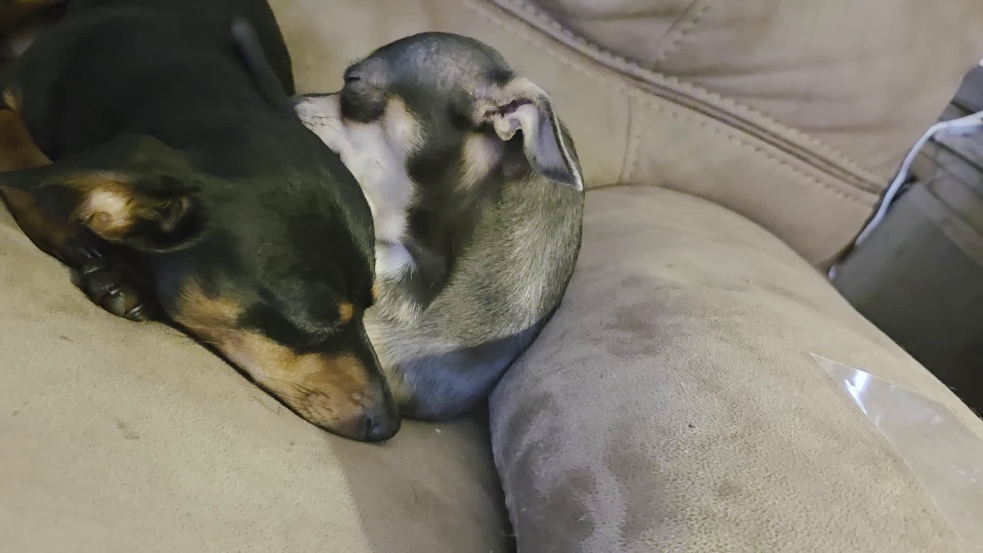 Chiweenie dogs for sale: Chiweenie Puppy 5 - Video 1