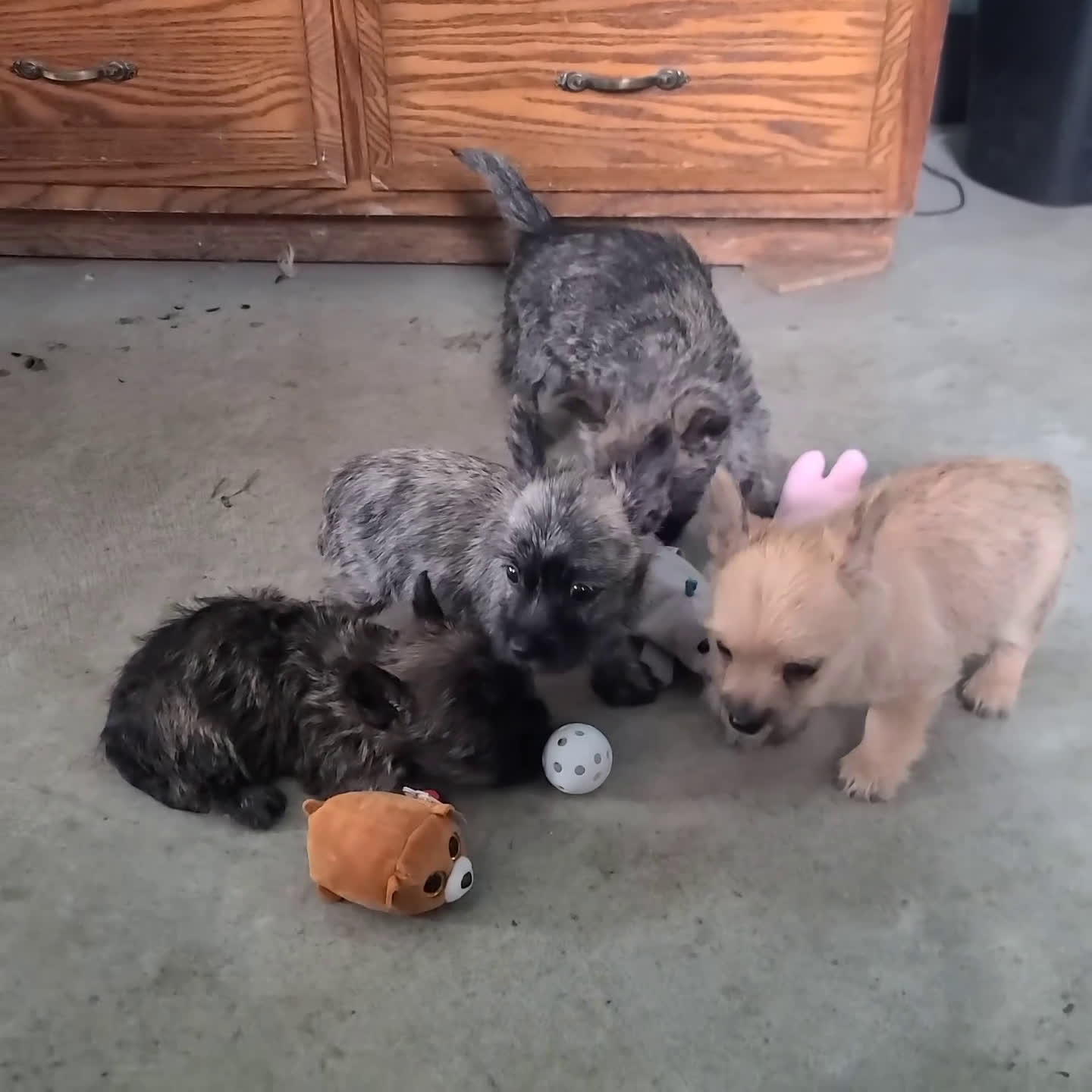 Cairn Terrier dogs for sale: Vicky - Video 1