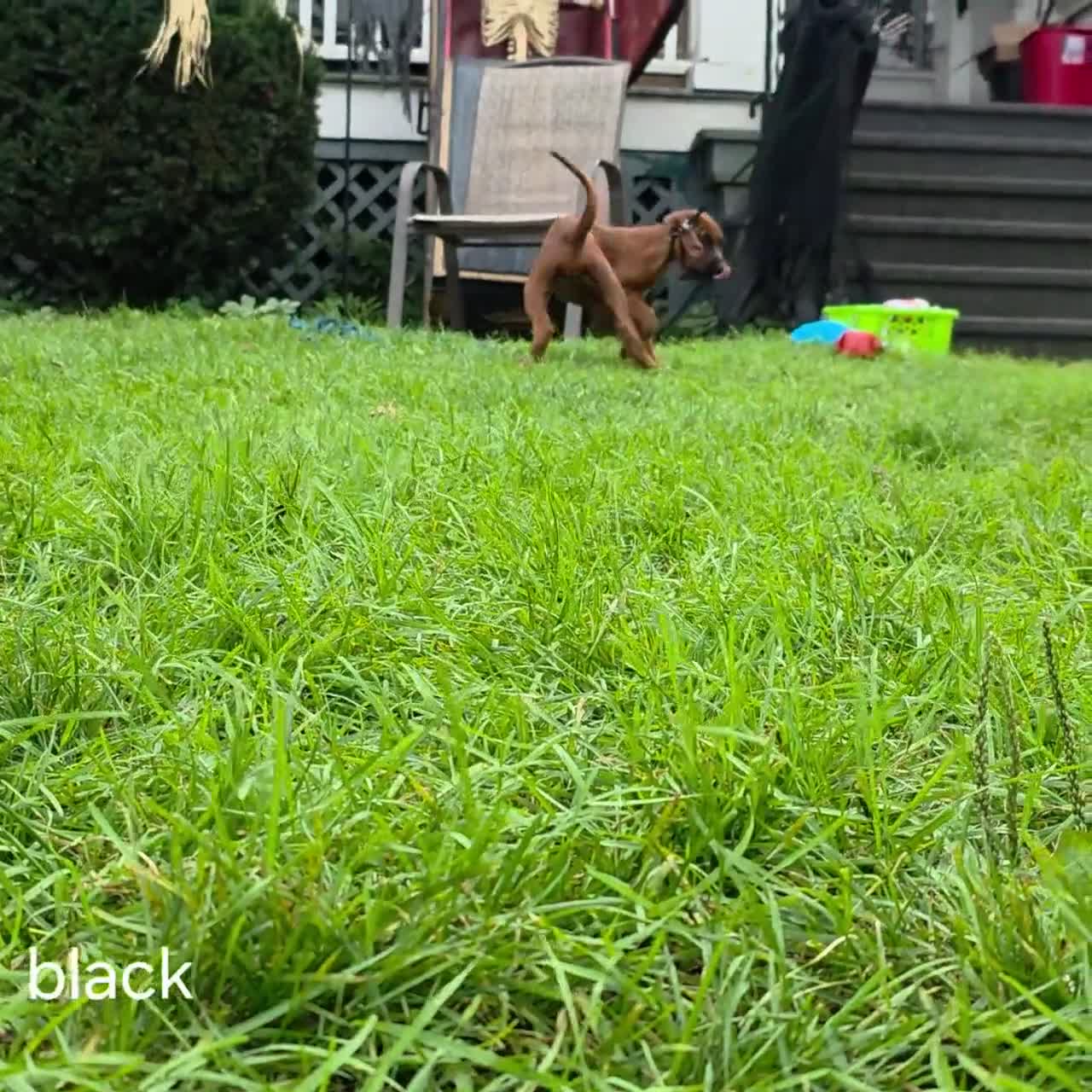 Redbone Coonhound dogs for sale: Redbone Coonhound black collar - Video 1