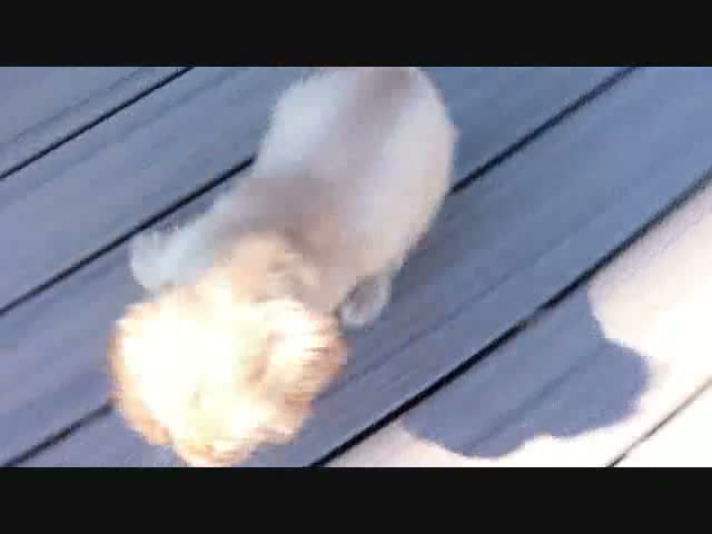 Cocker Spaniel dogs for sale: Autumn - Video 1