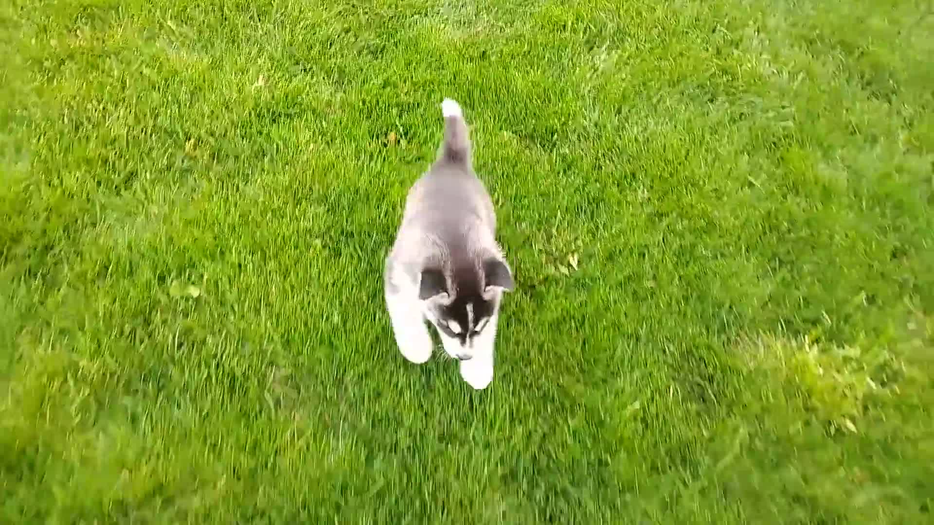 Siberian Husky dogs for sale: Avery  - Video 1