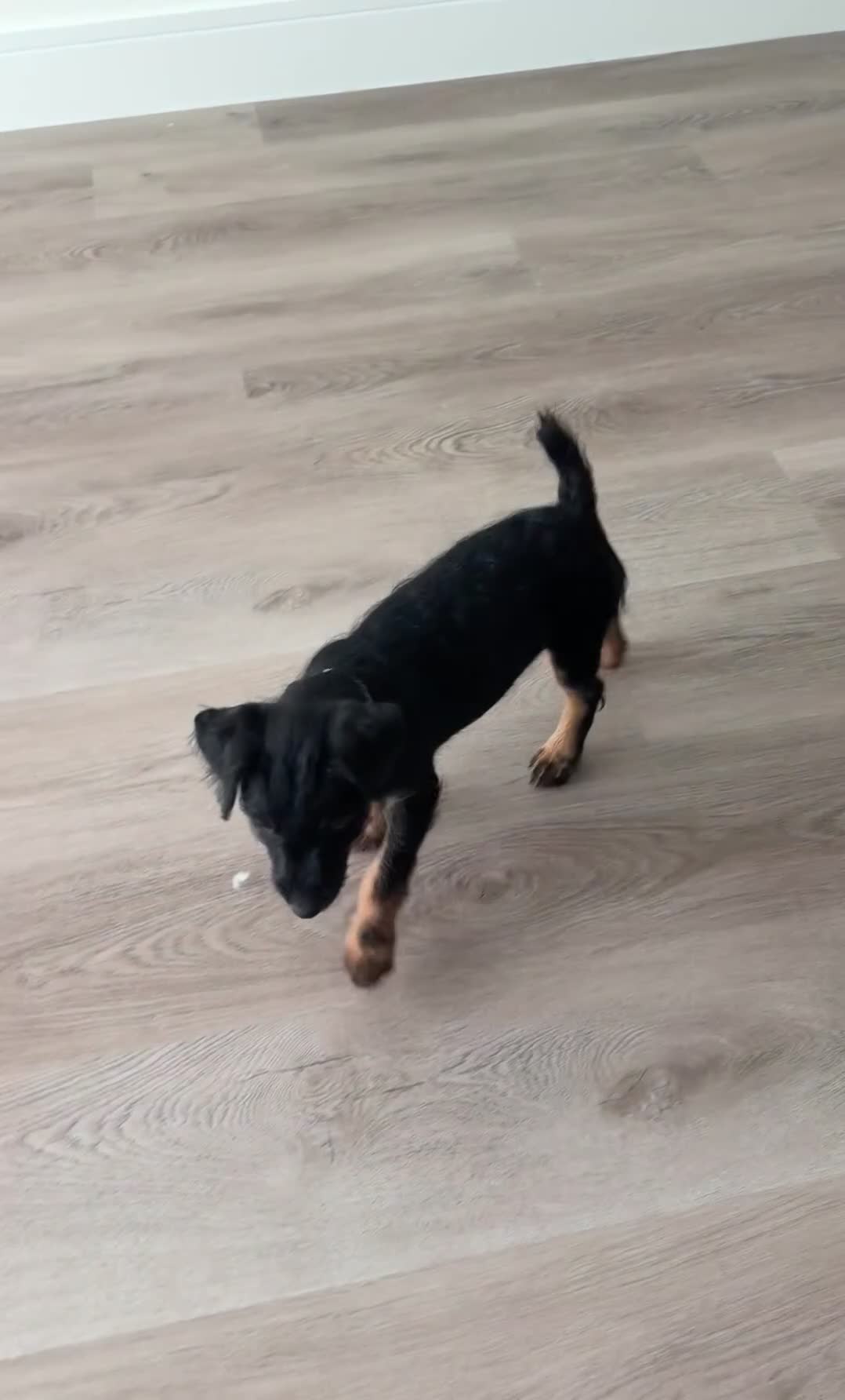 Jack Russell Terrier dogs for sale: Jagdterrier puppy - Video 1