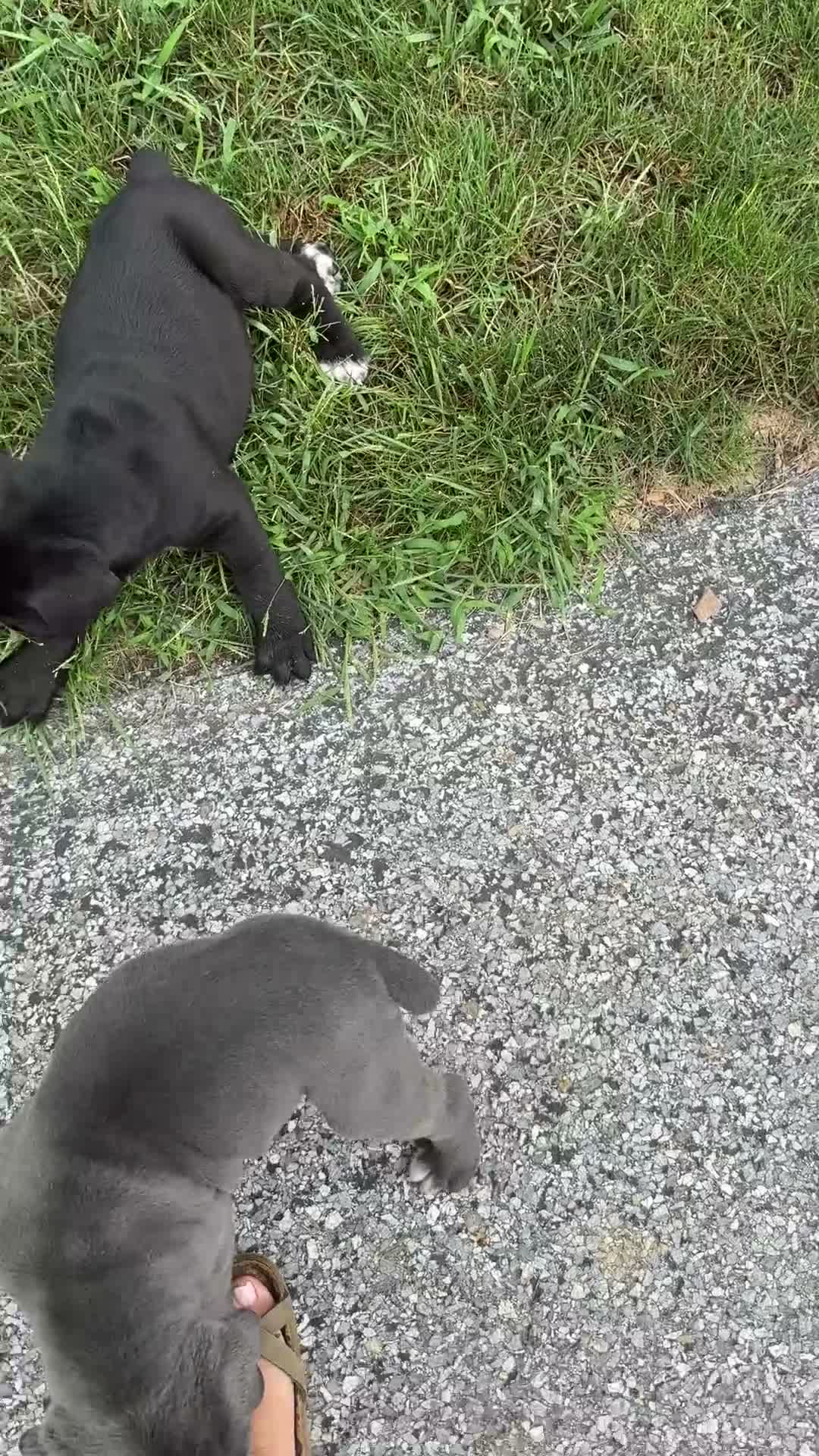 Cane Corso dogs for sale: Darcy - Video 1