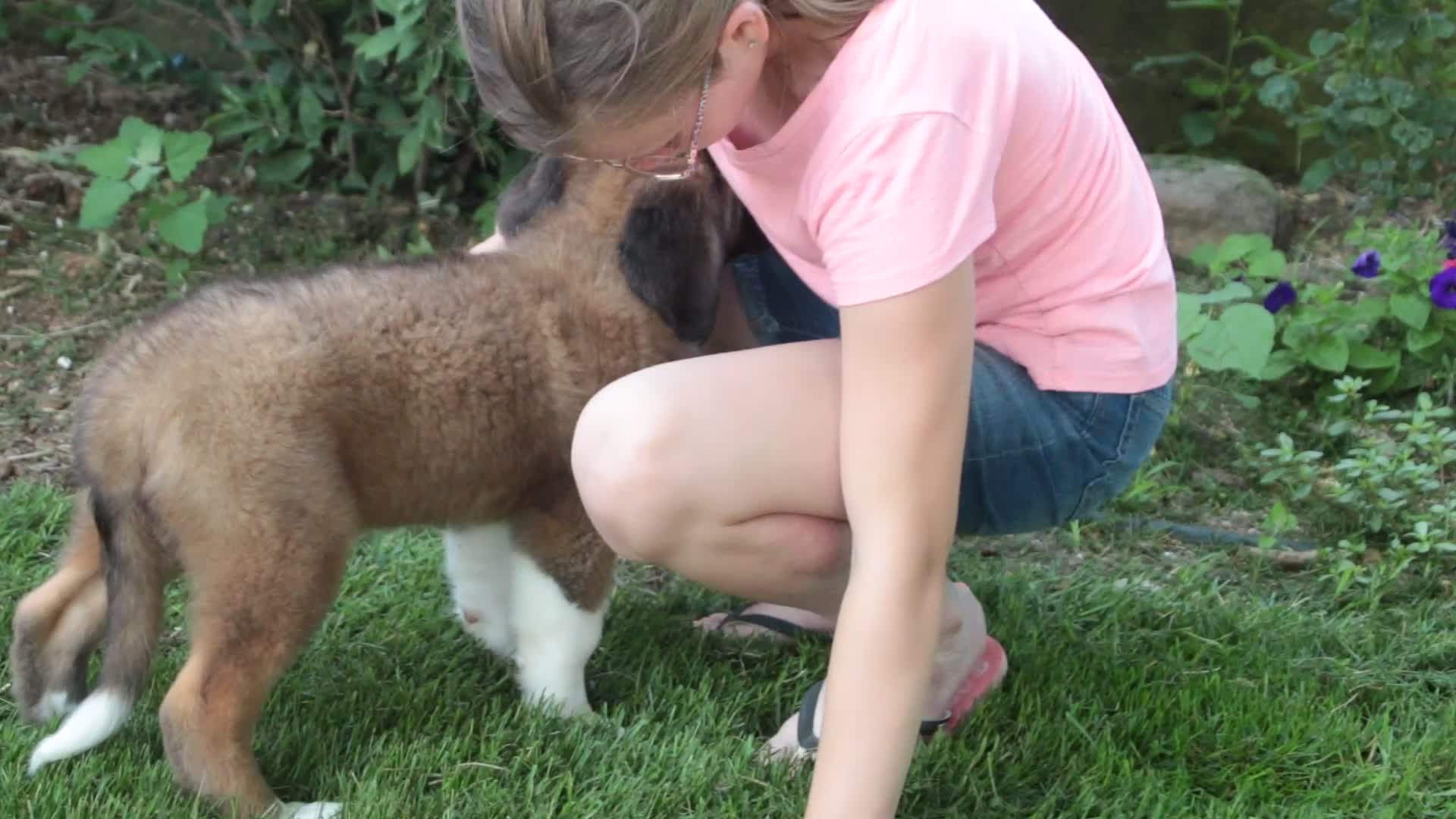 Saint Bernard dogs for sale: Wrenly - Video 1