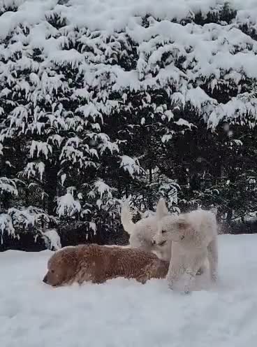 Goldendoodle dogs for sale: poodle luna(mom) - Video 1