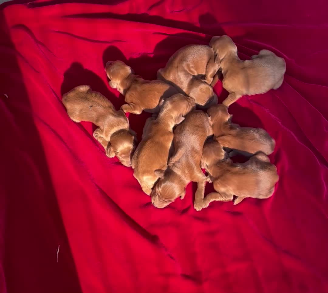 Irish Setter dogs for sale: Irish Setter 2 - Video 1