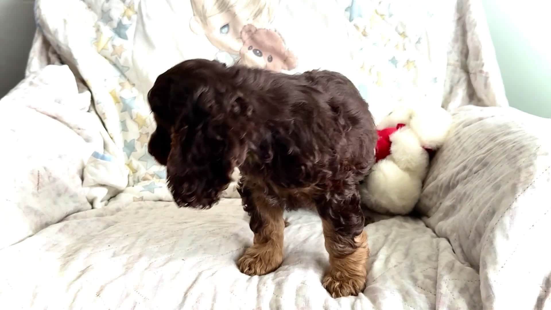 Cocker Spaniel dogs for sale: Freddy - Video 1