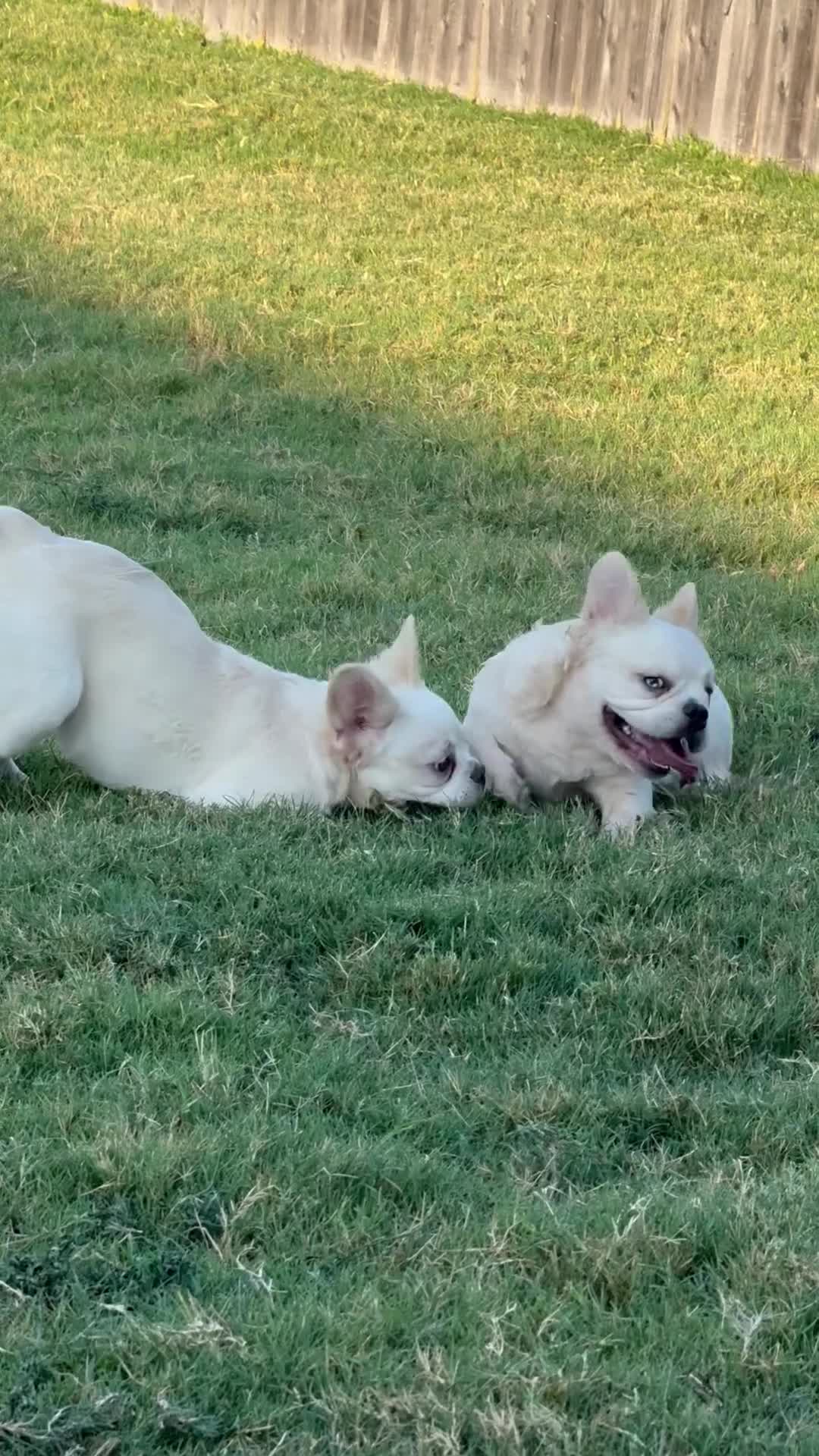 French Bulldog dogs for sale: Wham  - Video 1
