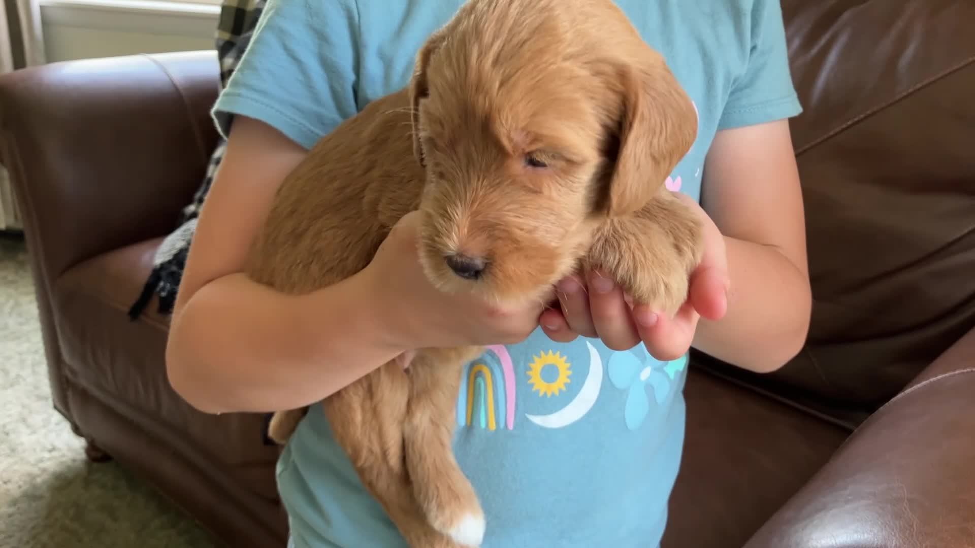 Labradoodle dogs for sale: Fern - Video 1
