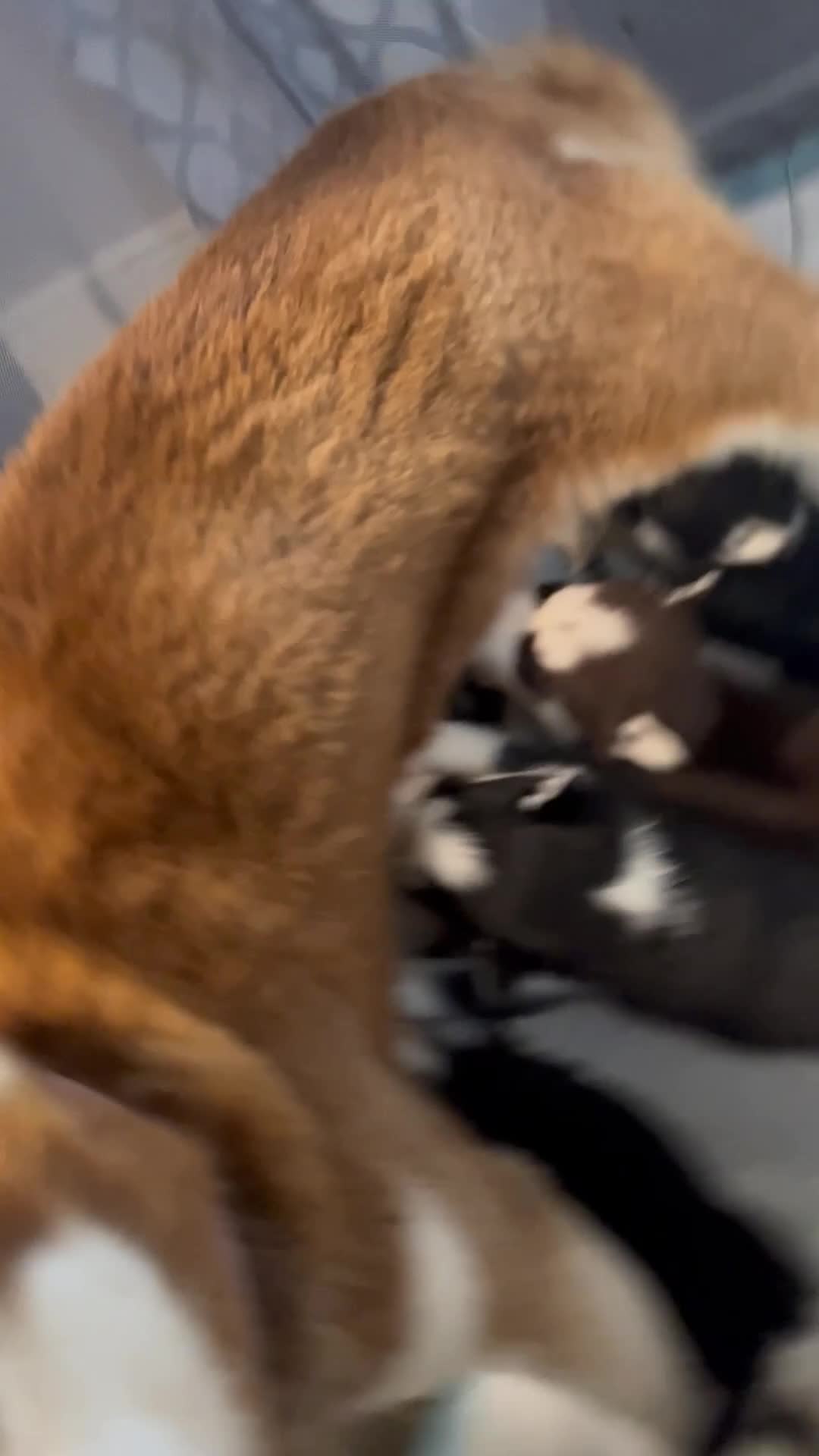 Siberian Husky dogs for sale: Siberian Husky Puppy 2 - Video 1