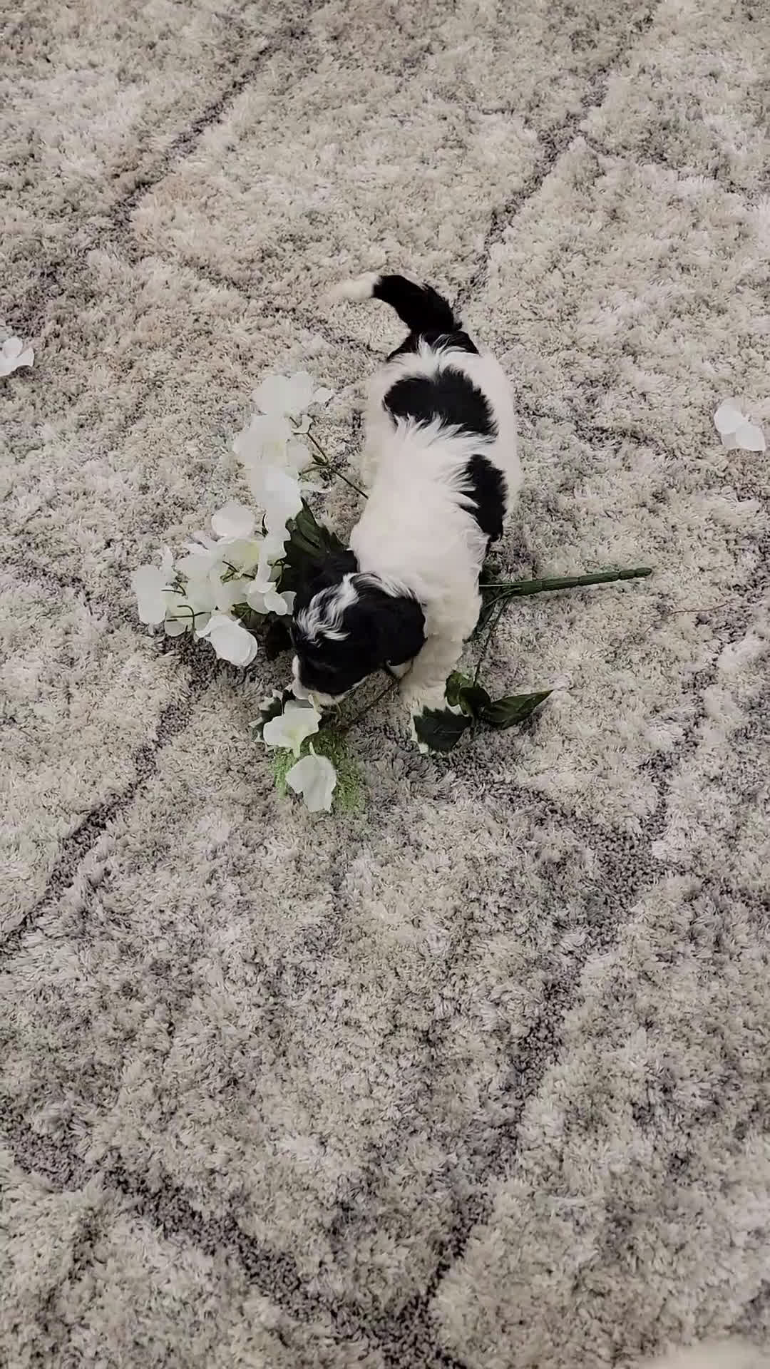 Cockapoo dogs for sale: Sis - Video 1