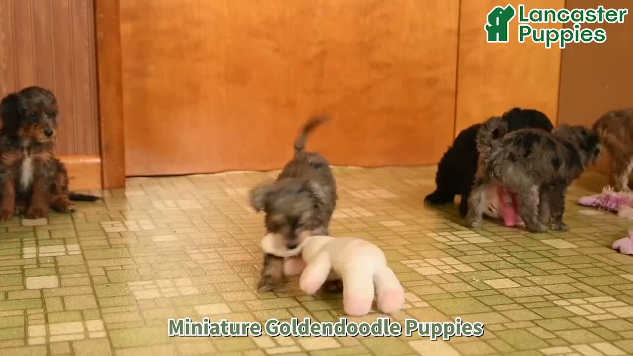 Mini Goldendoodle dogs for sale: Oliver - Video 1