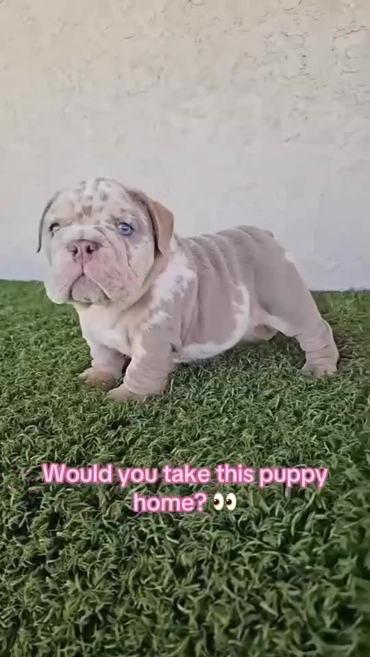 English Bulldog dogs for sale: ICE- RARE Lilac Merle – Blue Eyes – Showstopper - Video 1