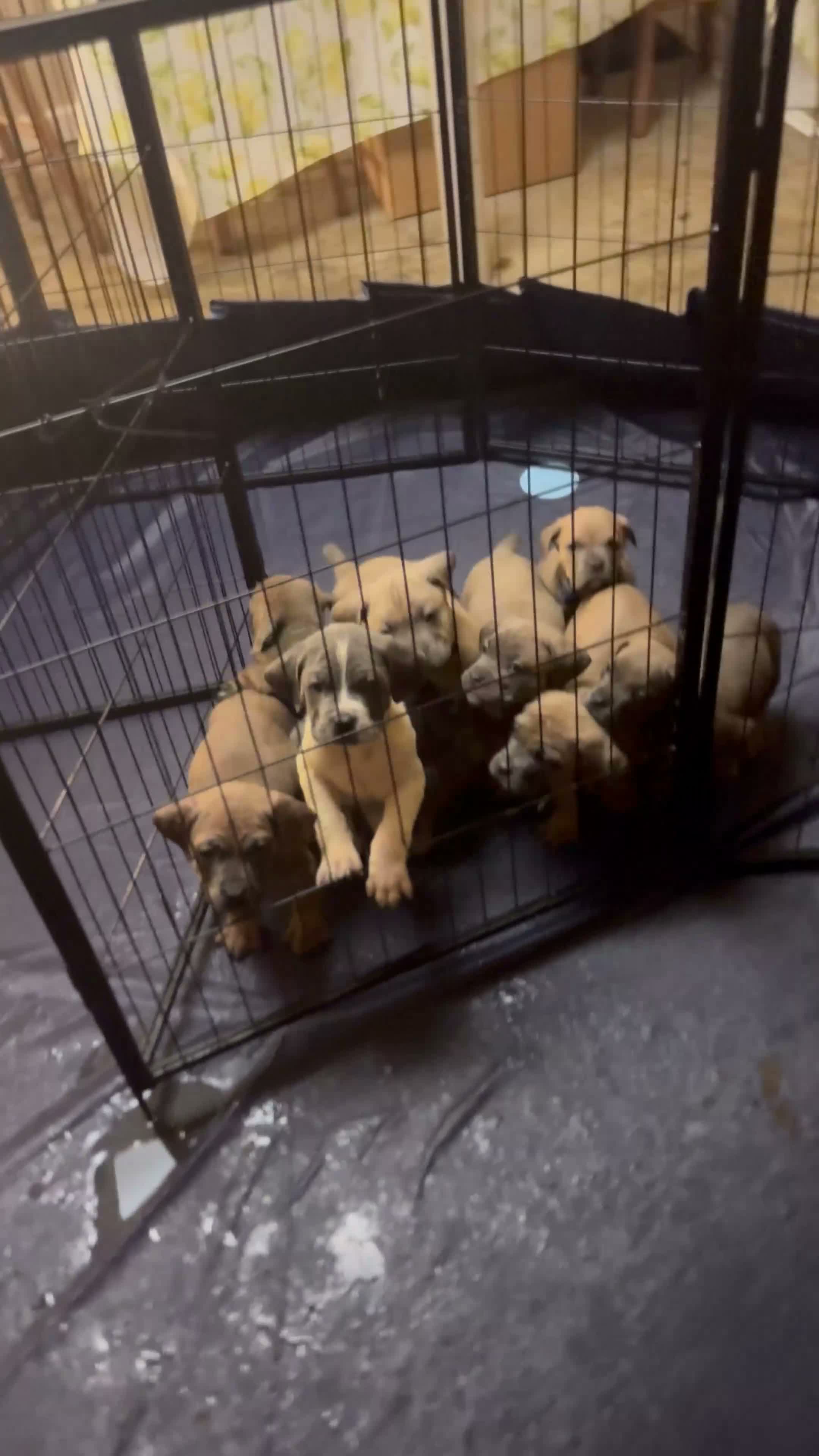 Mixed Breed dogs for sale: Mixed Breed 8 - Video 1