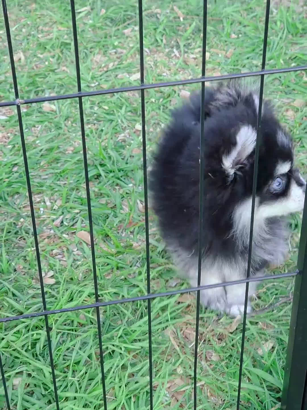 Pomsky dogs for sale: Meeko Raccoon - Video 1