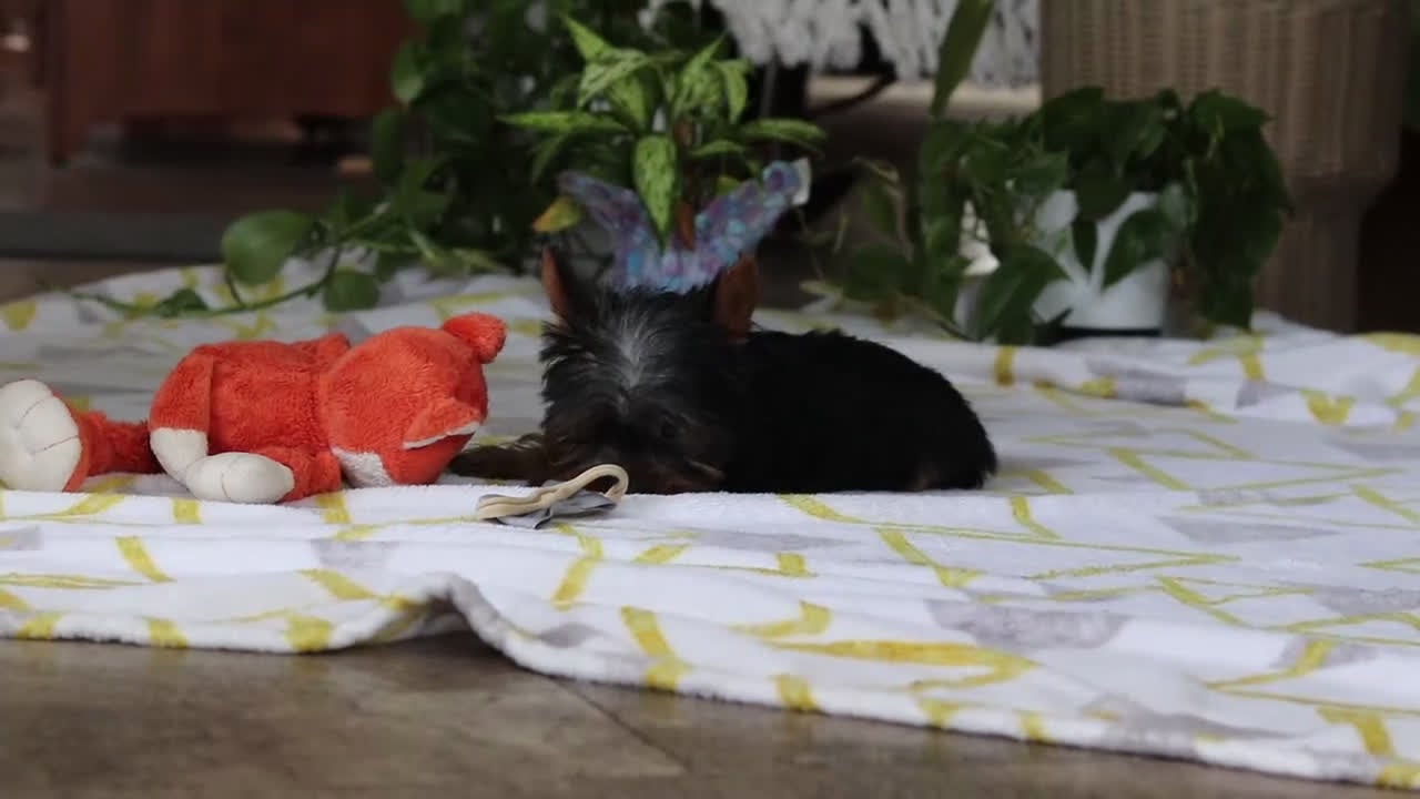 Yorkshire Terrier dogs for sale: Beau - Video 1