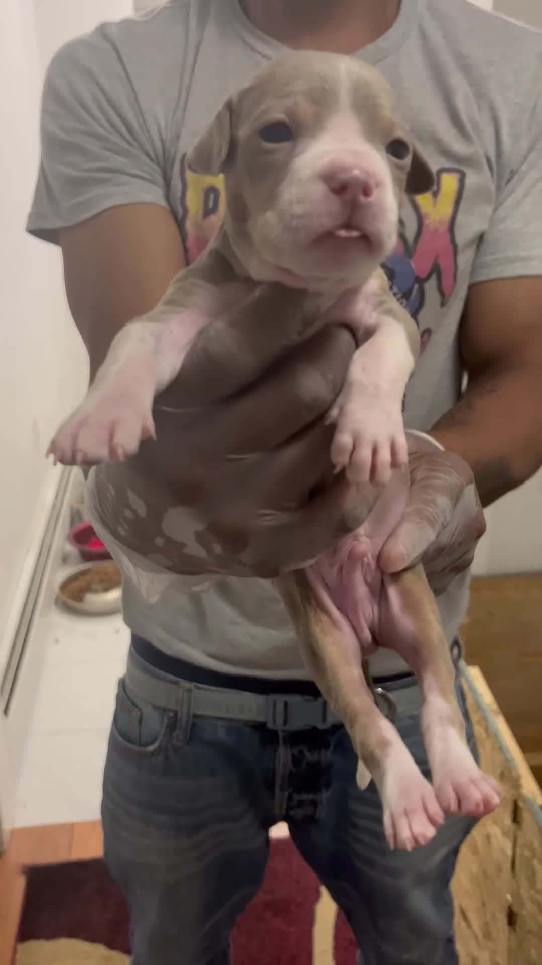 American Pit Bull Terrier dogs for sale: American Pit Bull Terrier 5 - Video 1