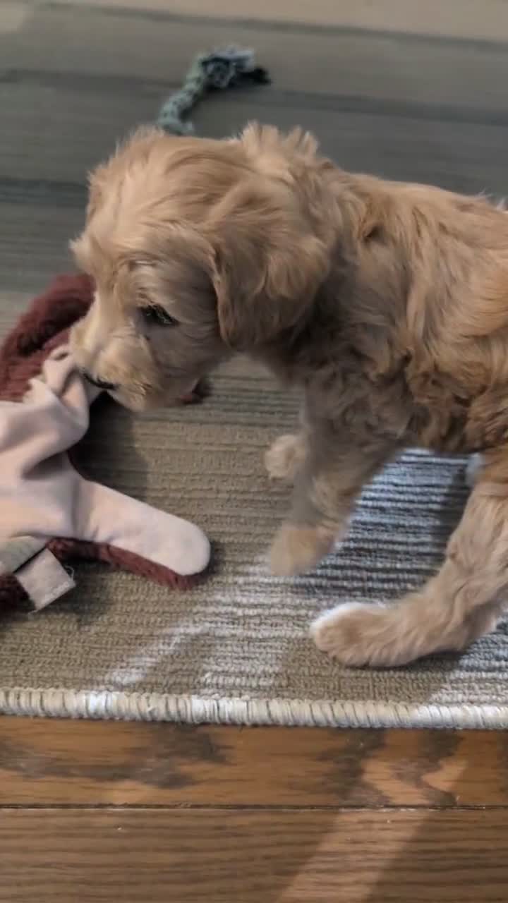 Schnoodle dogs for sale: Rosy - Video 1