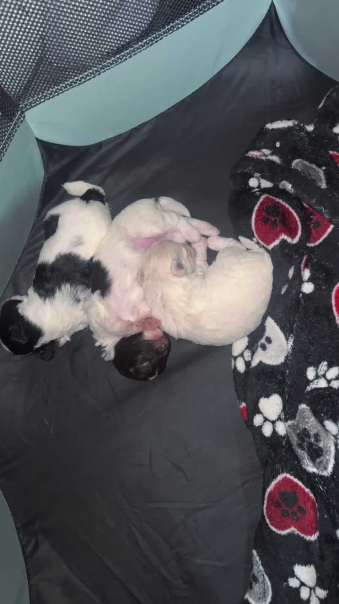 Havapoo dogs for sale: Princess - Video 1