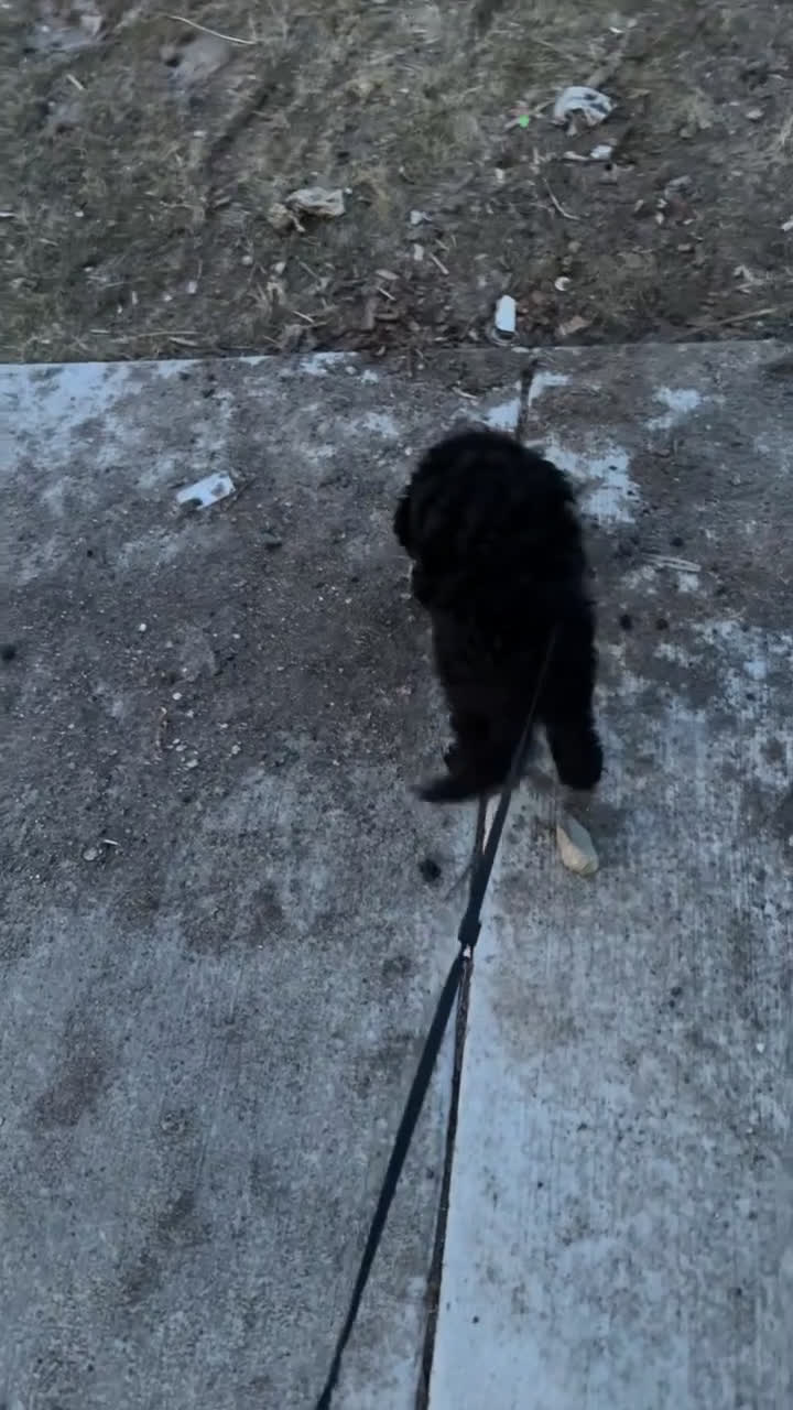 Goldendoodle dogs for sale: Goldendoodle Puppy 1 - Video 1