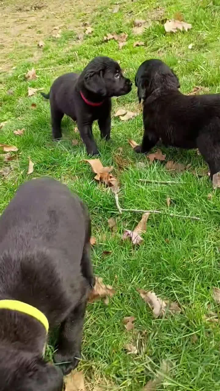 Mixed Breed dogs for sale: Mixed Breed Puppy 6 - Video 1