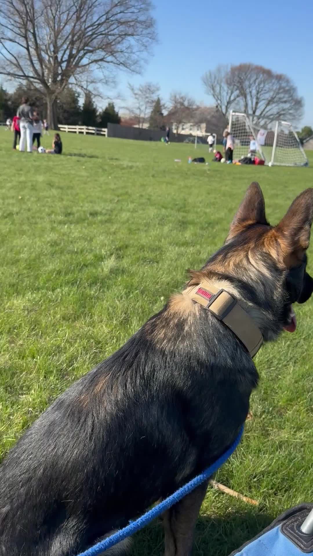 German Shepherd dogs for sale: Skys 1 year old puppy - Video 1