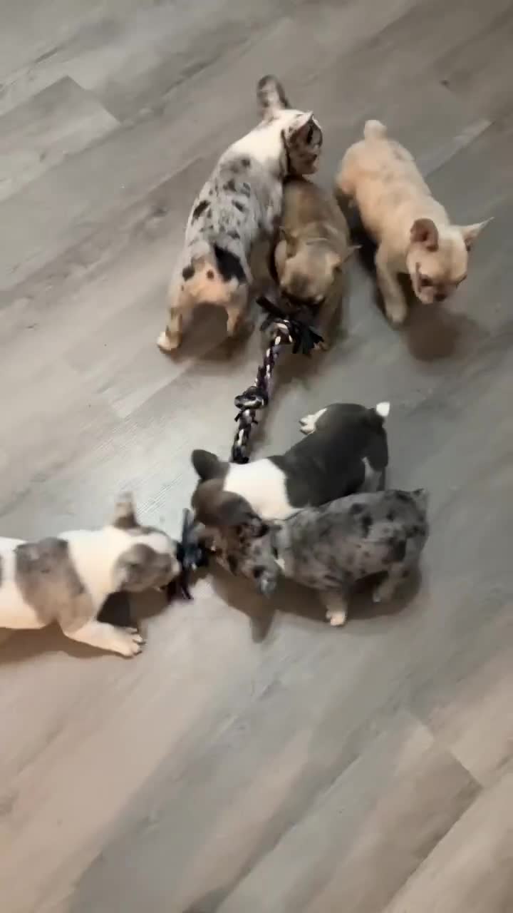 French Bulldog dogs for sale: Ghost - Video 2