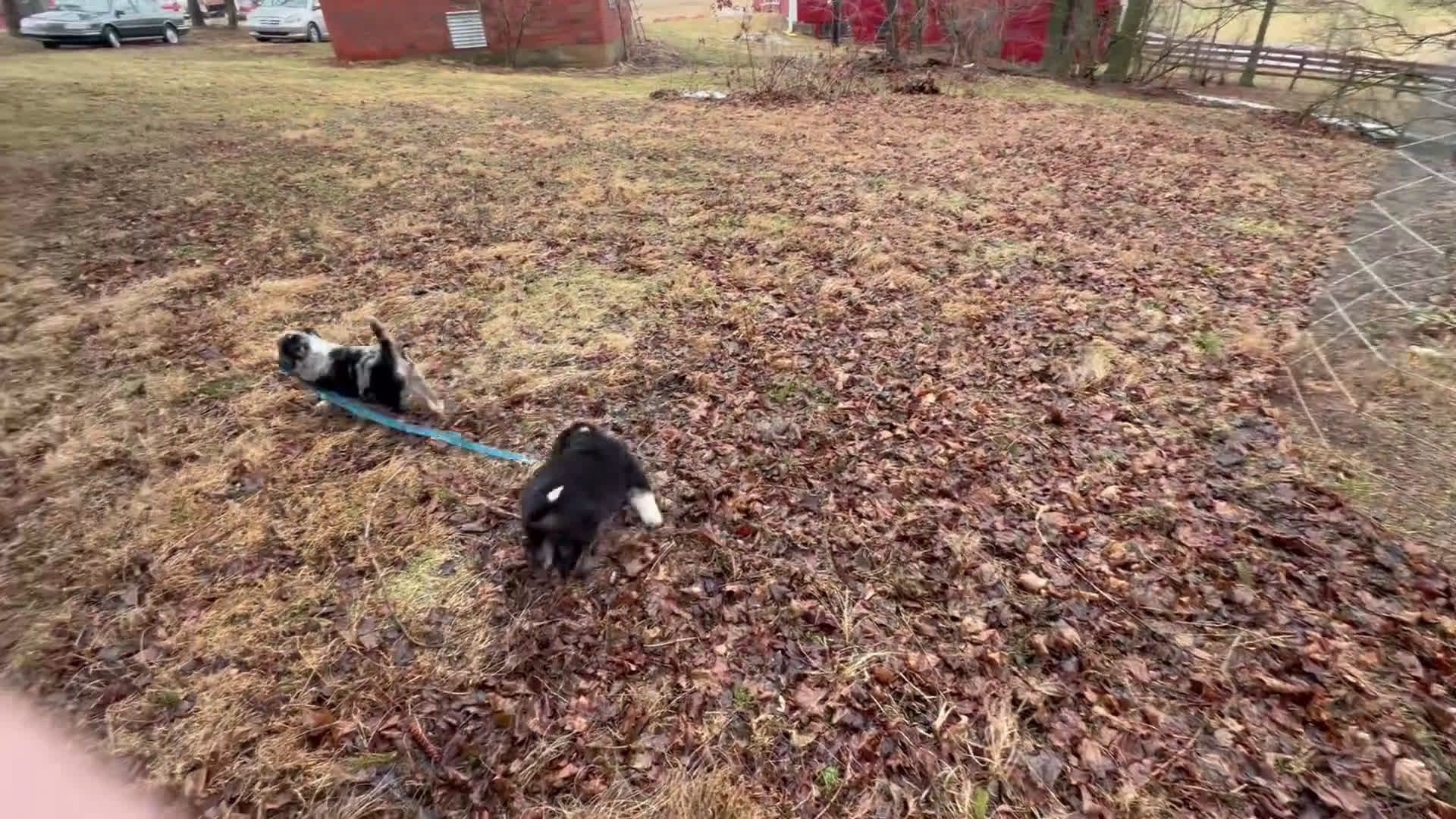 Australian Shepherd dogs for sale: Australian Shepherd Puppy 1 - Video 2