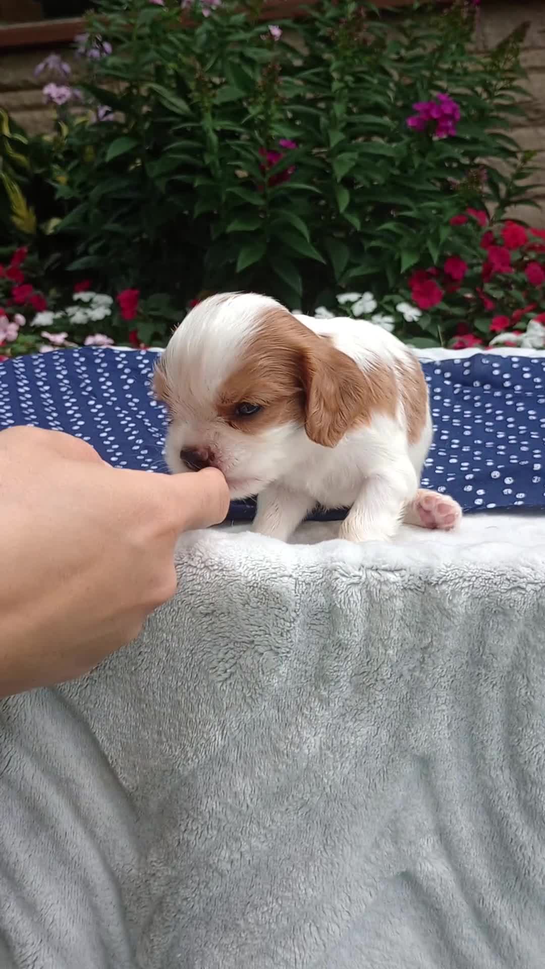 Cavapoo dogs for sale: Dewey  - Video 1