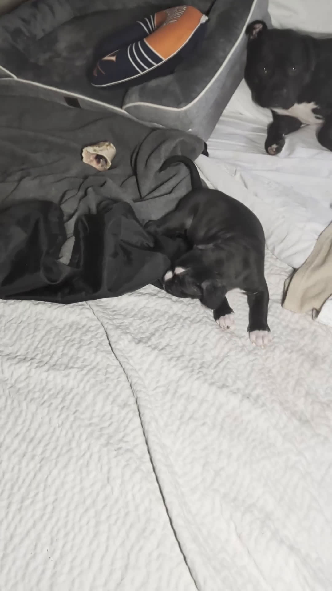 American Pit Bull Terrier dogs for sale: Taz - Video 3