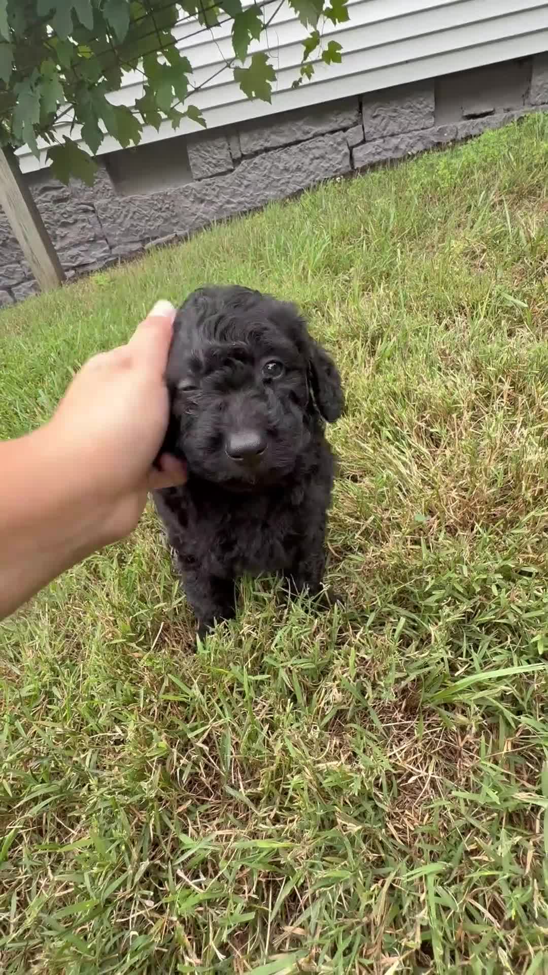 Aussiedoodle dogs for sale: Ace - Video 1