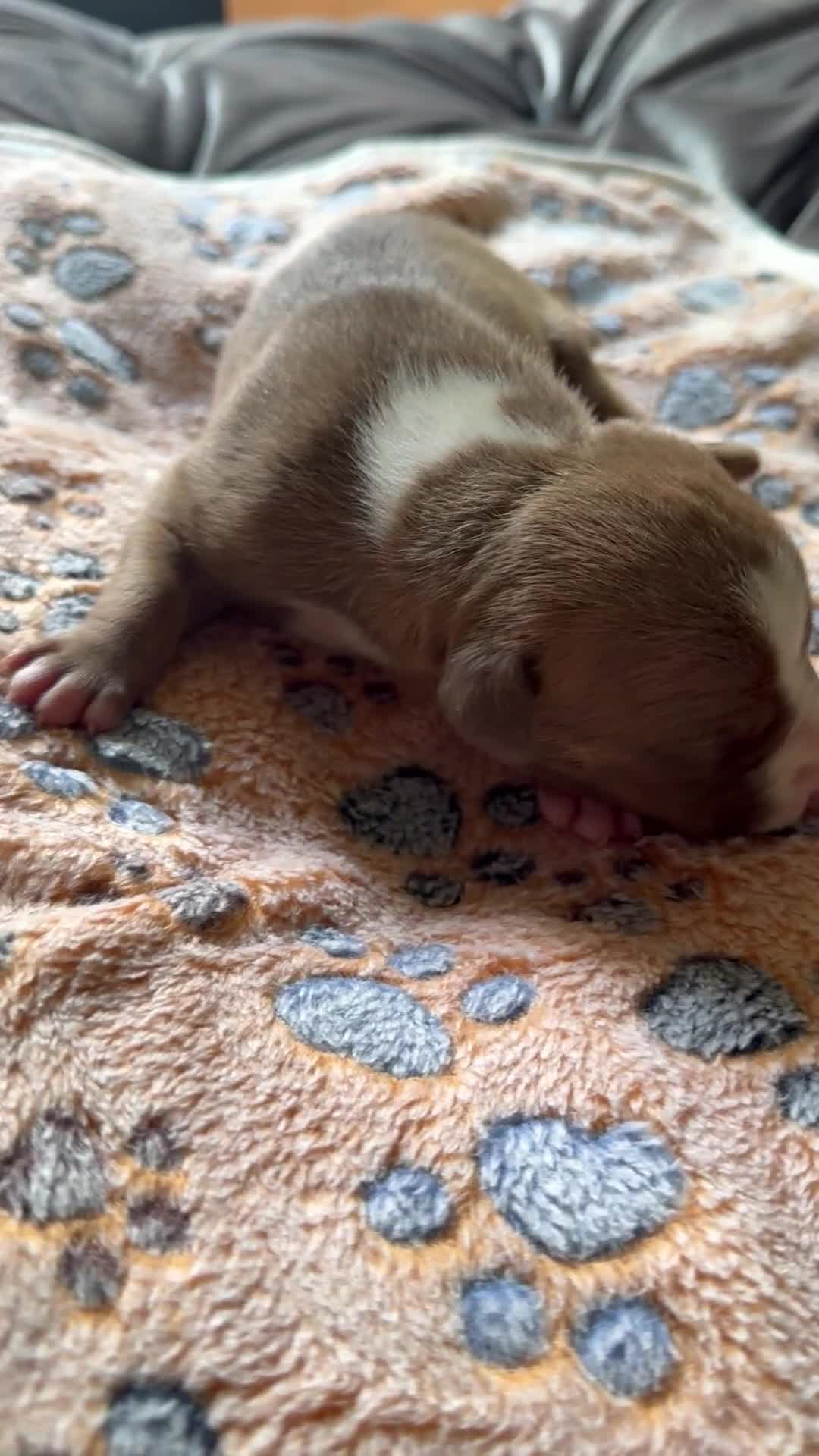 American Bully dogs for sale: American Bully 3 - Video 1