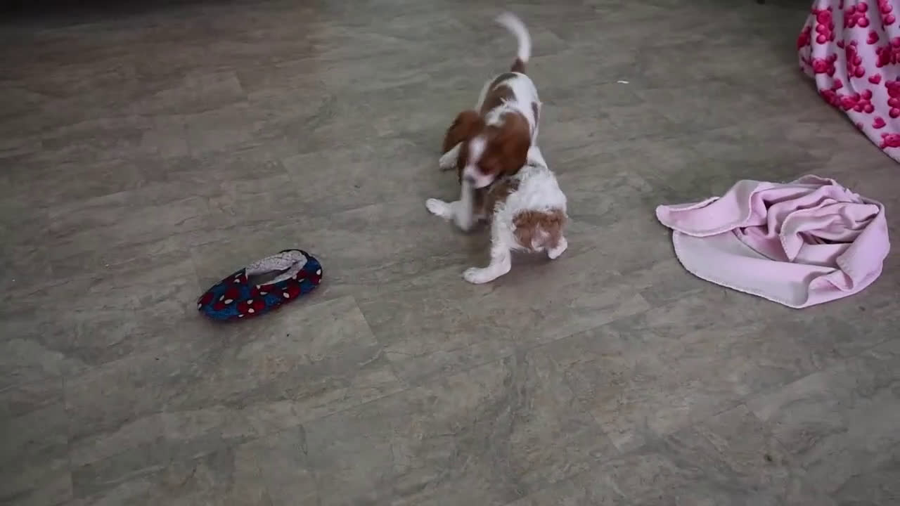 Cavalier King Charles Spaniel dogs for sale: Knight  - Video 1