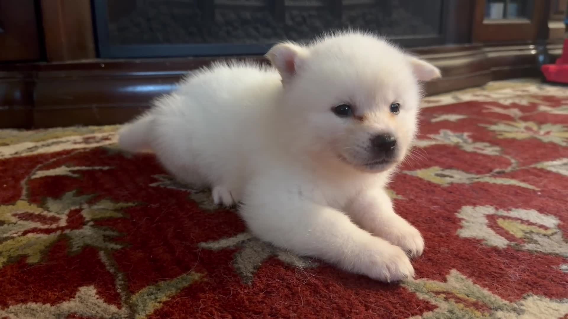 Akita dogs for sale: Victory  - Video 1